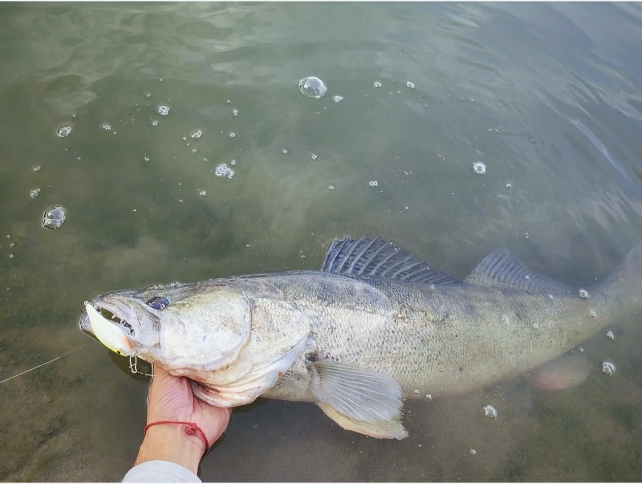 Garnela shad 7 cm - Image 4
